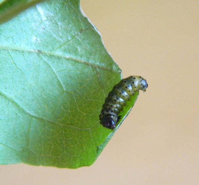 Bruco di Thyris fenestrella e domanda